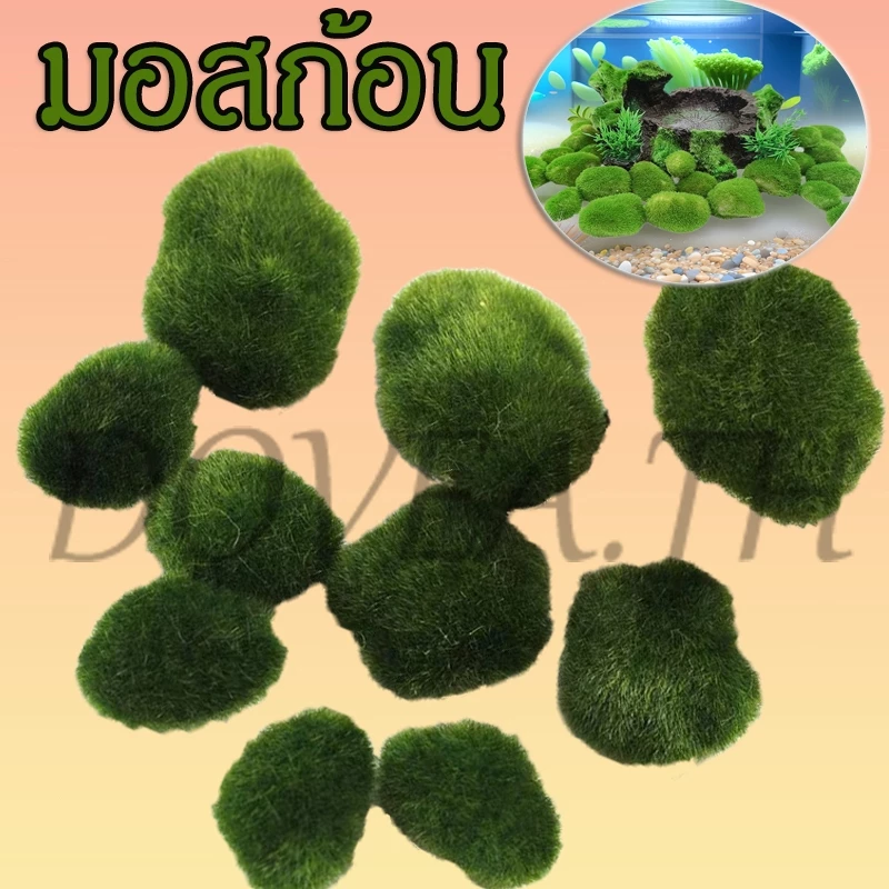 มอสก้อน มอสปลอม มอสเทียม สวนจิ๋ว สวนถาด บอนไซ ของตกแต่งสวน ของตกแต่งตู้ปลา