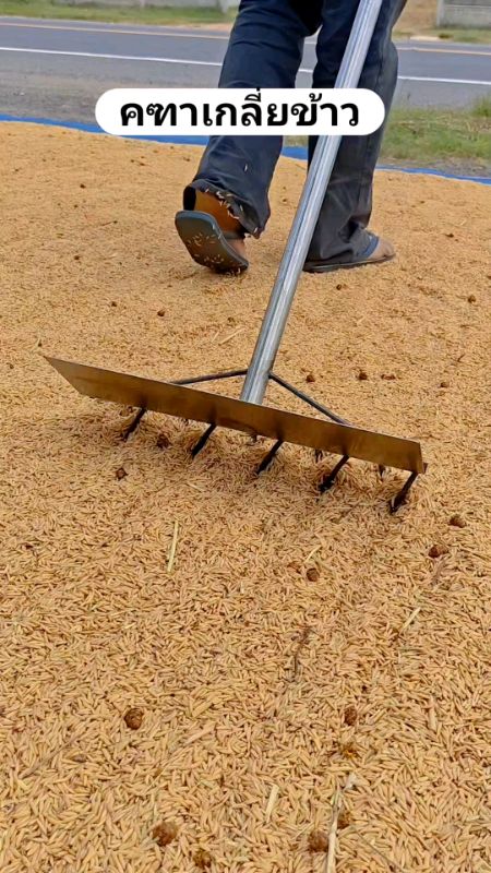 Cây rải gạo#Cây quét gạo #Cây làm phẳng gạo #thiết bị nông nghiệp #đồ dùng nông dân #thiết bị trên cánh đồng lúa #đồ dùng trong ruộng #đồ dùng trong vườn #sản phẩm tốt giá rẻ #hàng bán chạy