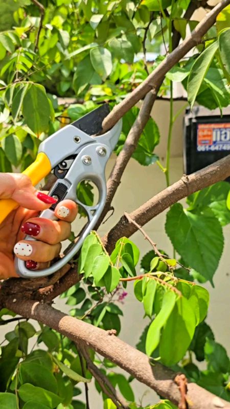 #kêocạtcành #kêotìacành #Shopeenhãnthuốc #đồđỵAppSom #đồđùngđẹpchia sẻ