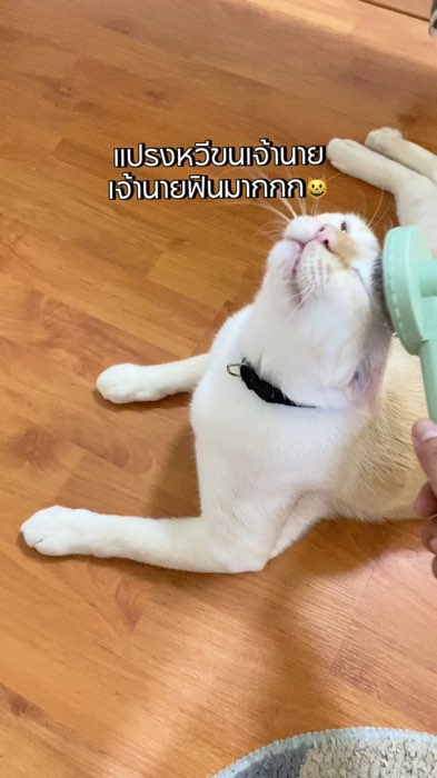 เจ้านายฟินมากกก😺 #หวีแปรงขนแมว  #หวีแปรงขน  #หวีขนแมว #หวีแปรงขนสัตว์