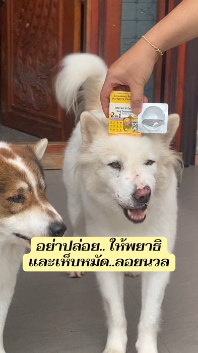Đừng để ký sinh trùng và bọ ve tung tán #diệt_ký_sinh_trùng_chó #diệt_ký_sinh_trùng_chó #thuốc_diệt_ký_sinh_trùng_chó #thuốc_diệt_ký_sinh_trùng_chó #phòng_chống_bọ_ve #diệt_bọ_ve #bánh_kẹo_chó_phòng_chống_bọ_ve