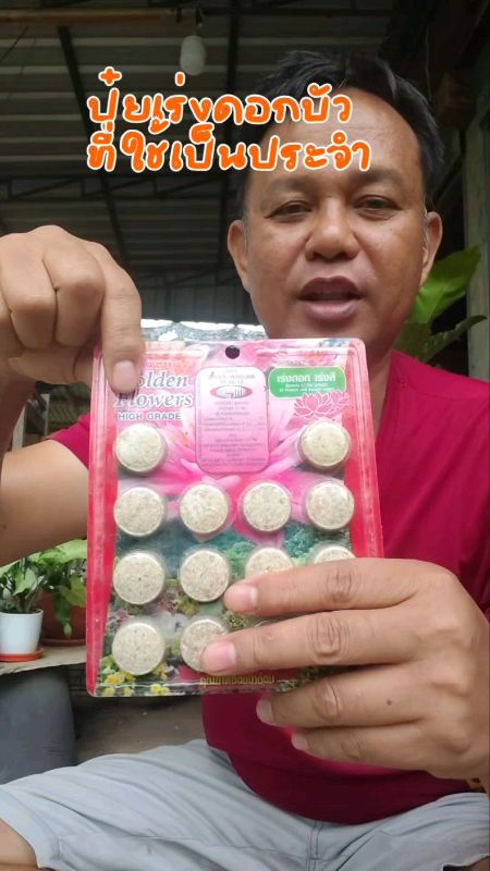 Phân thúc nở hoa sen golden flower#Phân sen#Phân thúc nở hoa sen