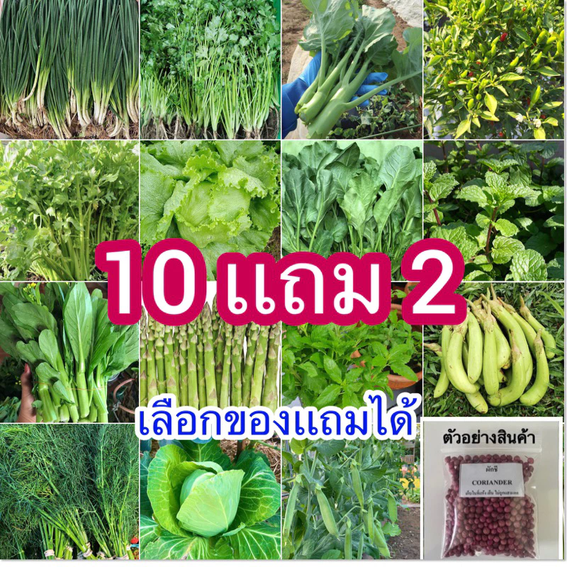 50% OFF ค่าส่งถูก📍เมล็ดพันธุ์ผักสวนครัว🌱 ซื้อ 10 เเถม2 🔥เลือกของเเถมได้ ฿6.00 400พัน+ sold Comm Rate 12% Get Link