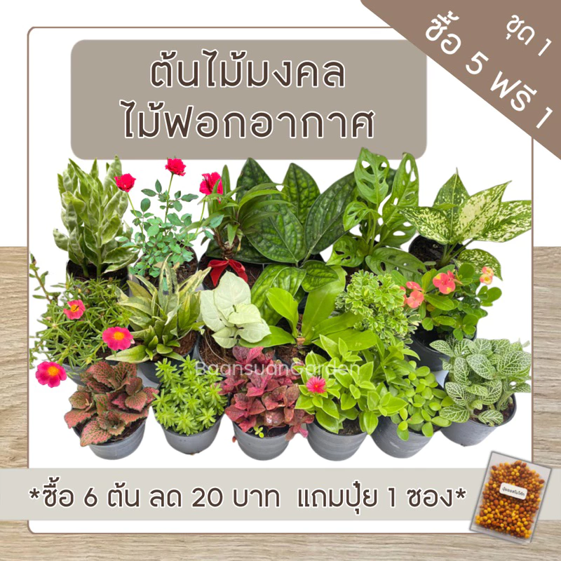 ต้นไม้มงคล ต้นไม้ฟอกอากาศ  (ซื้อ 5 แถม 1)**เลือกต้นแถมได้เอง** ชุด 1 ^แถมฟรีปุ๋ยออสโมโค้ท^